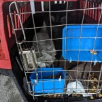 A wet red crate with a black cat inside