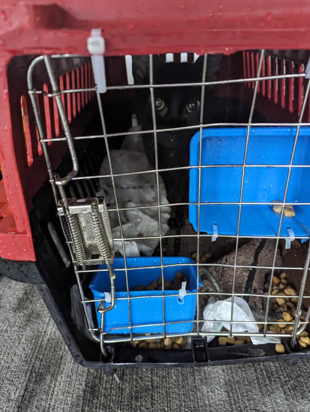 A wet red crate with a black cat inside