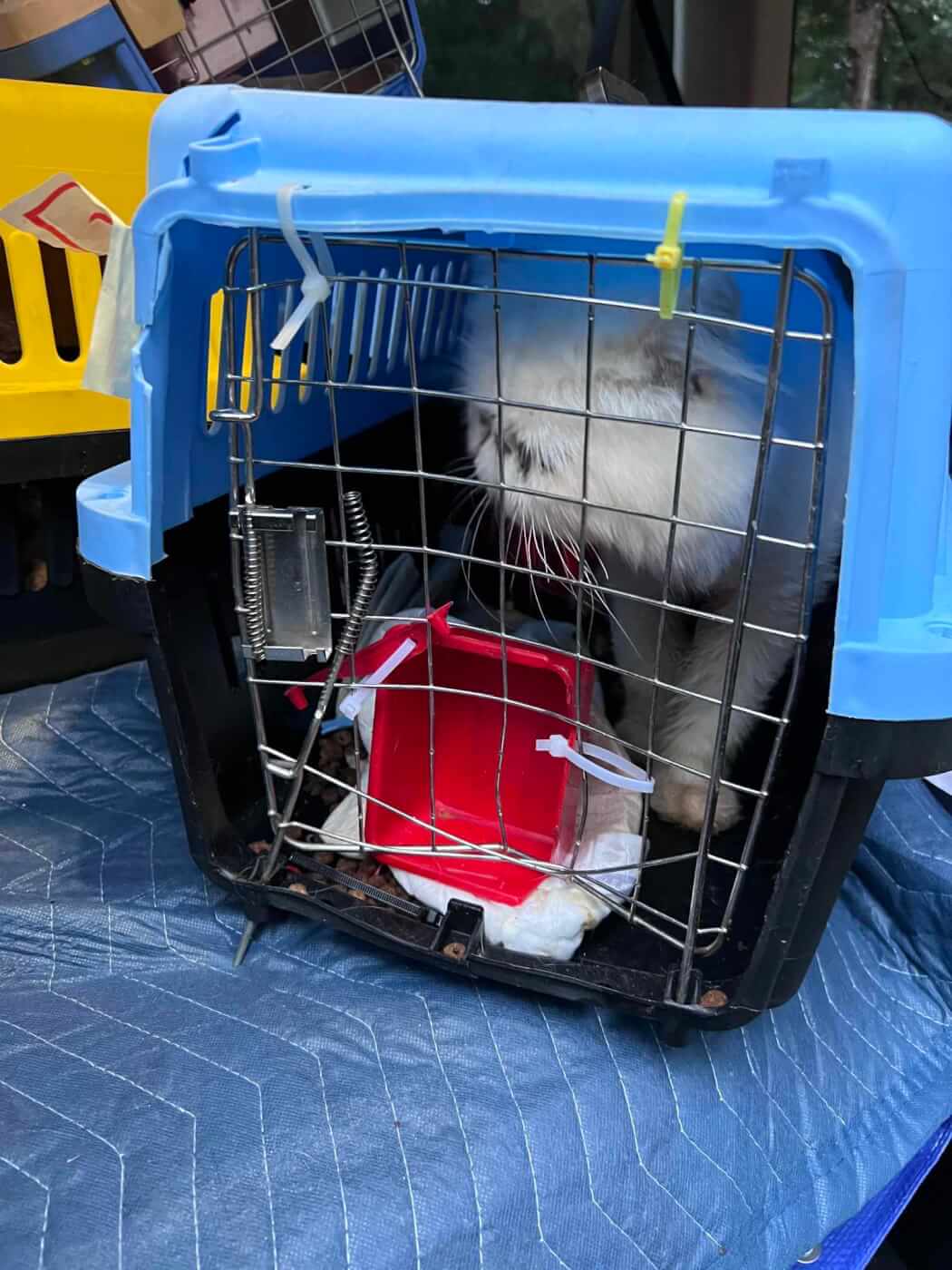 Broken blue crate with a white cat inside