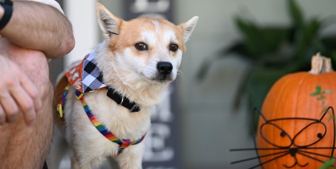 Karate, an adoptable Shiba Unu mix