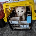 White cat in a zip tied yellow crate