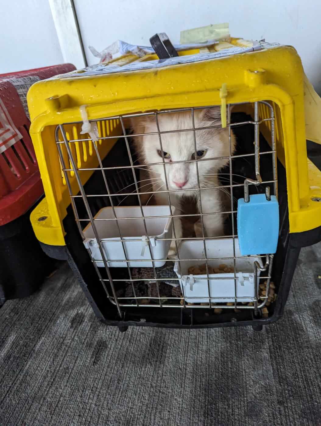 White cat in a zip tied yellow crate