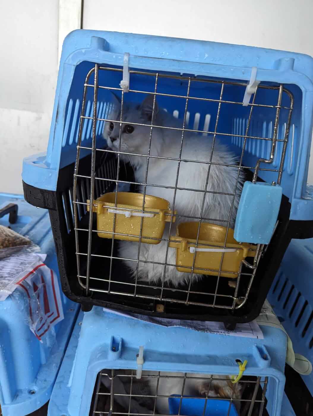 Two blue crates staked on top of each other. Cats are inside both of them