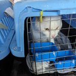 White cat in blue carrier