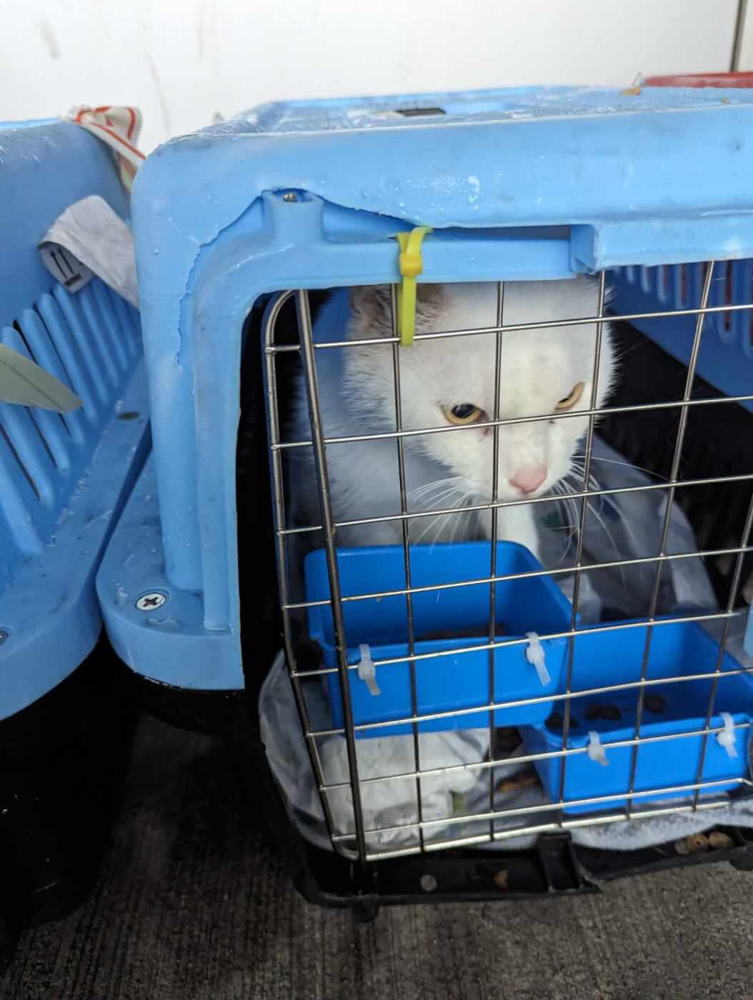 White cat in blue carrier