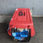 A zip-tied red crate with a cat inside. The food and water dishes are empty