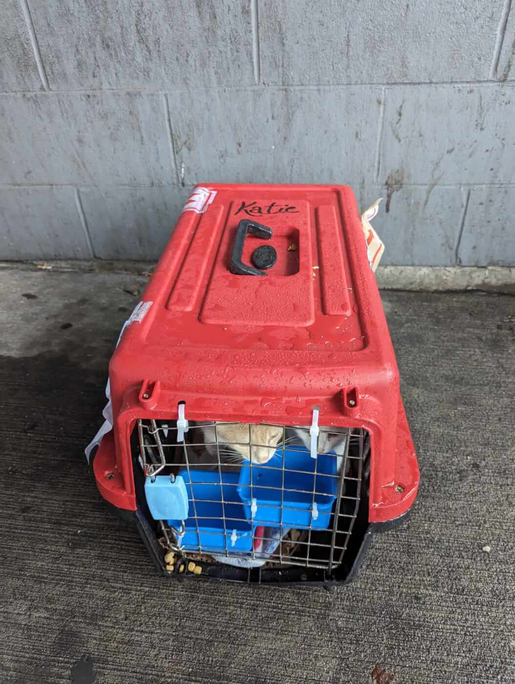 A zip-tied red crate with a cat inside. The food and water dishes are empty