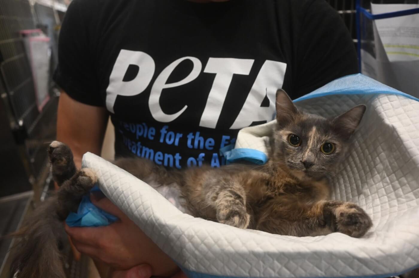 brown and black cat being held by peta mobile clinic staff member