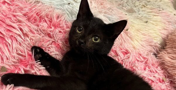 Cute black kitten rescued by PETA lying on pink rug