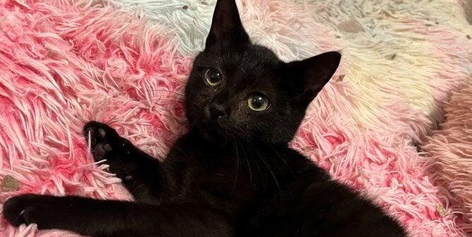 Cute black kitten rescued by PETA lying on pink rug