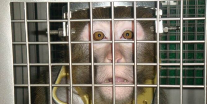 https://www.peta.org/wp-content/uploads/2024/07/NIH-infant-monkey.jpg