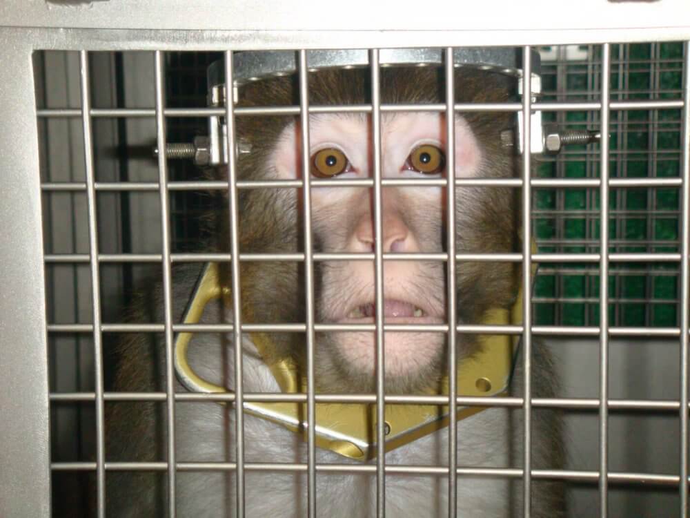 This monkey at the University of Utah was used in invasive neurological surgeries, similar to the way monkeys had been used in University of Washington experiments.
