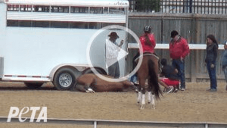 Video link image of: Horse #130, who hadn’t even been given a racing name yet, is euthanized at a Fasig-Tipton under-tack show.