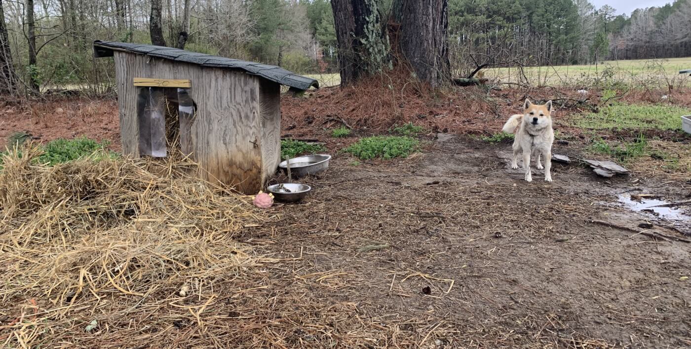 Karate before PETA rescue