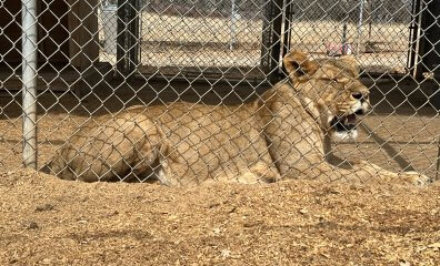 Here’s Why the Barry R. Kirshner Wildlife Foundation Is the ‘Worst Roadside Zoo in America’