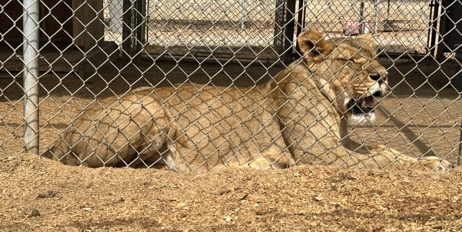 Lion Lucie pants in the heat