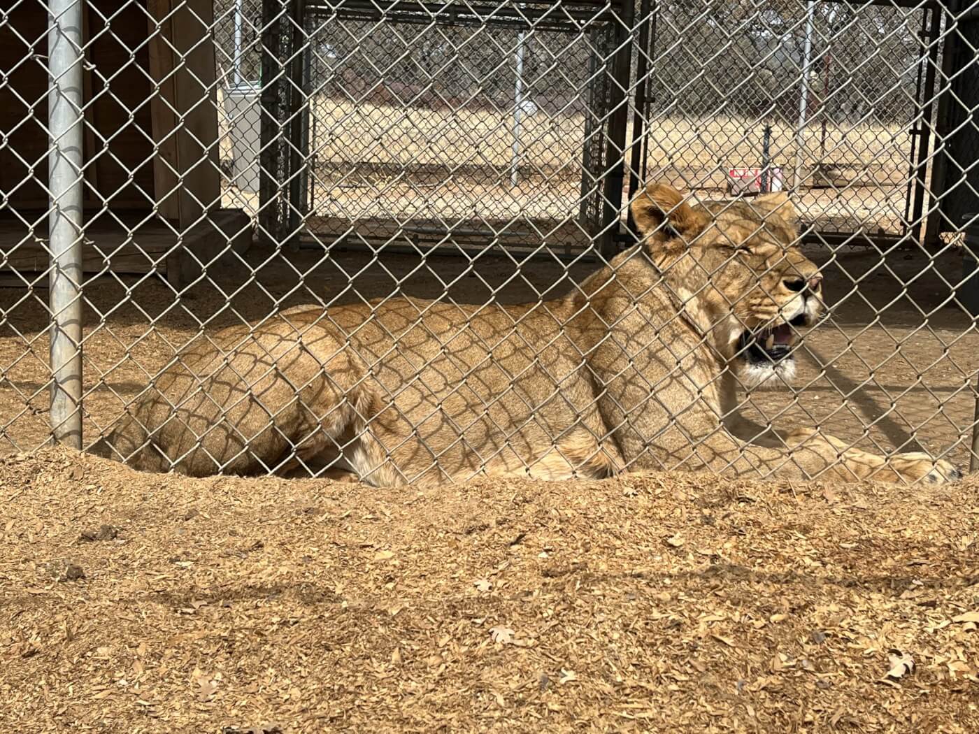 Lion Lucie pants in the heat