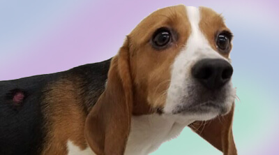 Help Stop Animal Testing