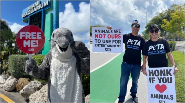 PETA Protest at The Miami Seaquarium Features Dolphin Mascot