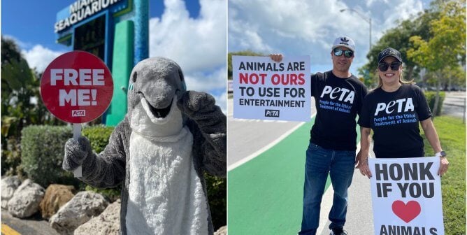 PETA Protest at The Miami Seaquarium Features Dolphin Mascot