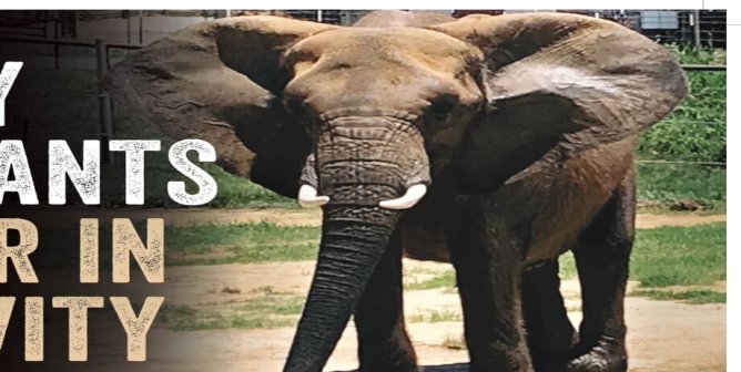 Lonely Elephants Suffer In Captivity. Avoid Roadside Zoos. (Asha)