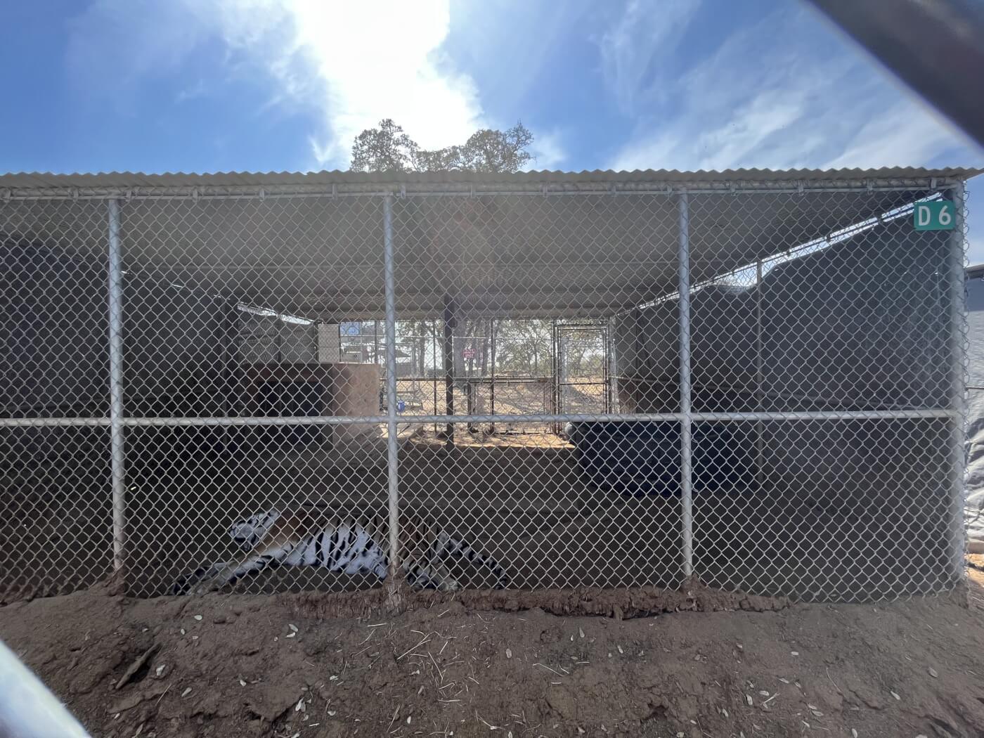 A tiger named Majestic-Lapua in his cramped cage at Kirshner Wildlife Foundation