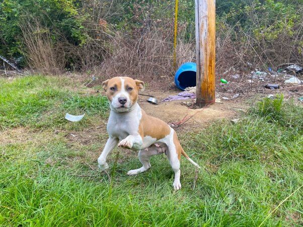 UnKnown dog chained outside