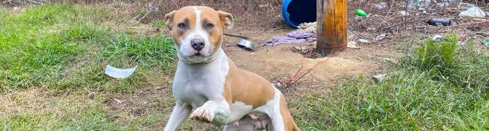 UnKnown dog chained outside