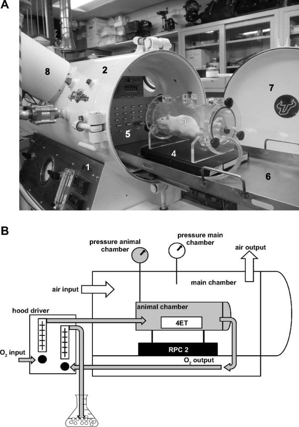 This rat, with drastically different physiology from humans, was locked in a hyperbaric chamber and forced to undergo an agonizing decompression test conducted by University of South Florida experimenter Jay Dean.