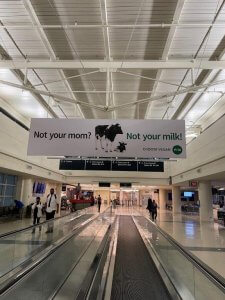 Airport ad with a banner reading not your mom not your milk with a photo of a cow and a calf