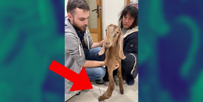 Greatest (Rescue) of All Time: Ukrainian Goat Named Alaska Is Lucky to Be Alive