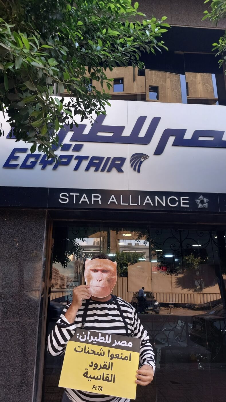 Demonstrator standing outside of Egyptair's office. He has a monkey mask over his face.