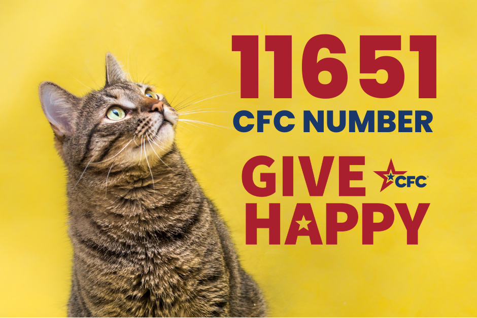 Image showing a cat looking at text readinf 11651 cfc number - give cfc happy