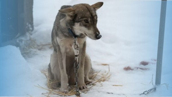 cold dog with blue edges in chains