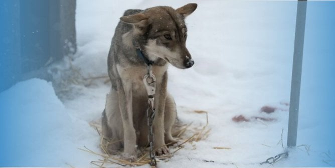 cold dog with blue edges in chains