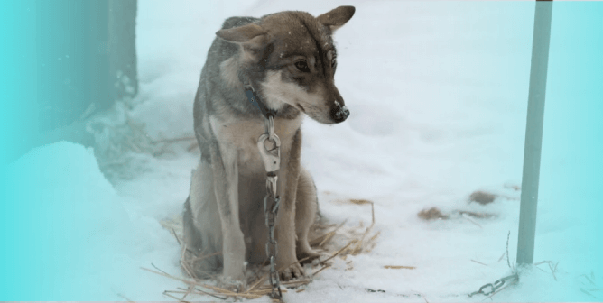 Princess Cruises Is Exploiting Vulnerable Puppies—Urge It to Stop Now!