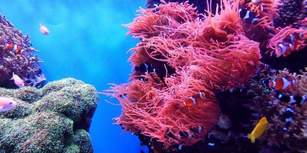 fish swimming around a coral reef