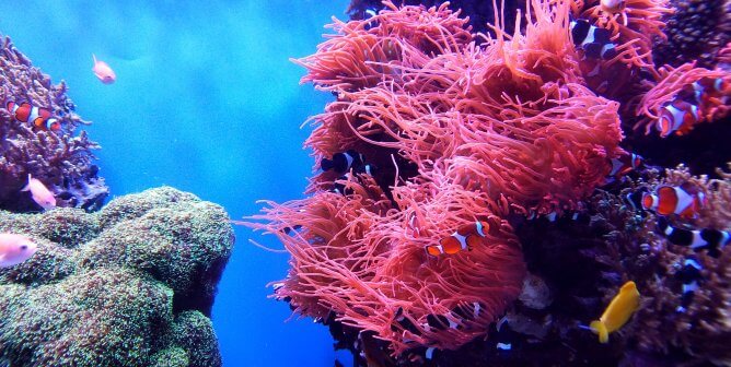 Save Coral Reefs: Go Vegan for Healthier Oceans