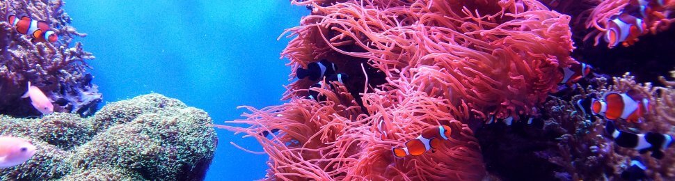 fish swimming around a coral reef