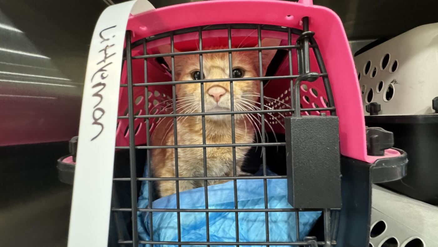 orange cat in a crate at peta Danville spay/neuter mobile clinic