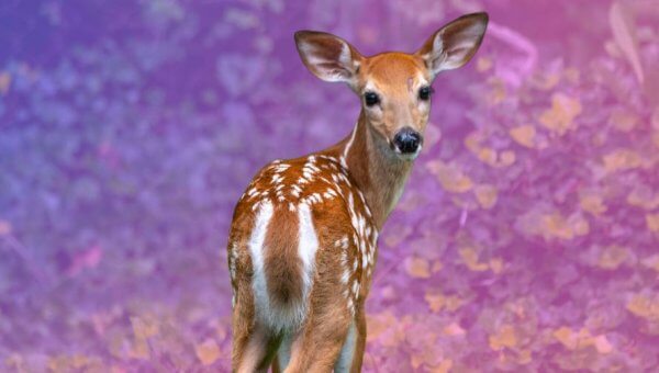 Urge Oglebay Resort to Cancel Mass Deer Slaughter!