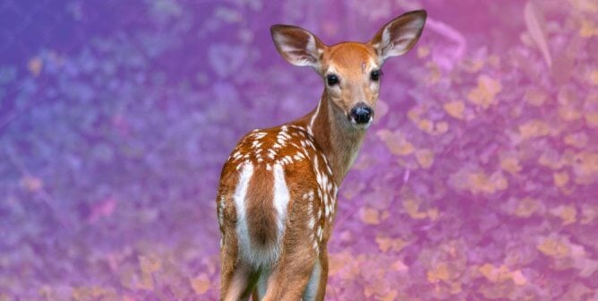 deer with purple background