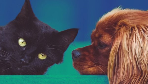 Tell the U.S. Government to Allow Animal Companions on Israel Evacuation Flights