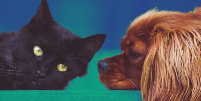 dog and cat sea green background