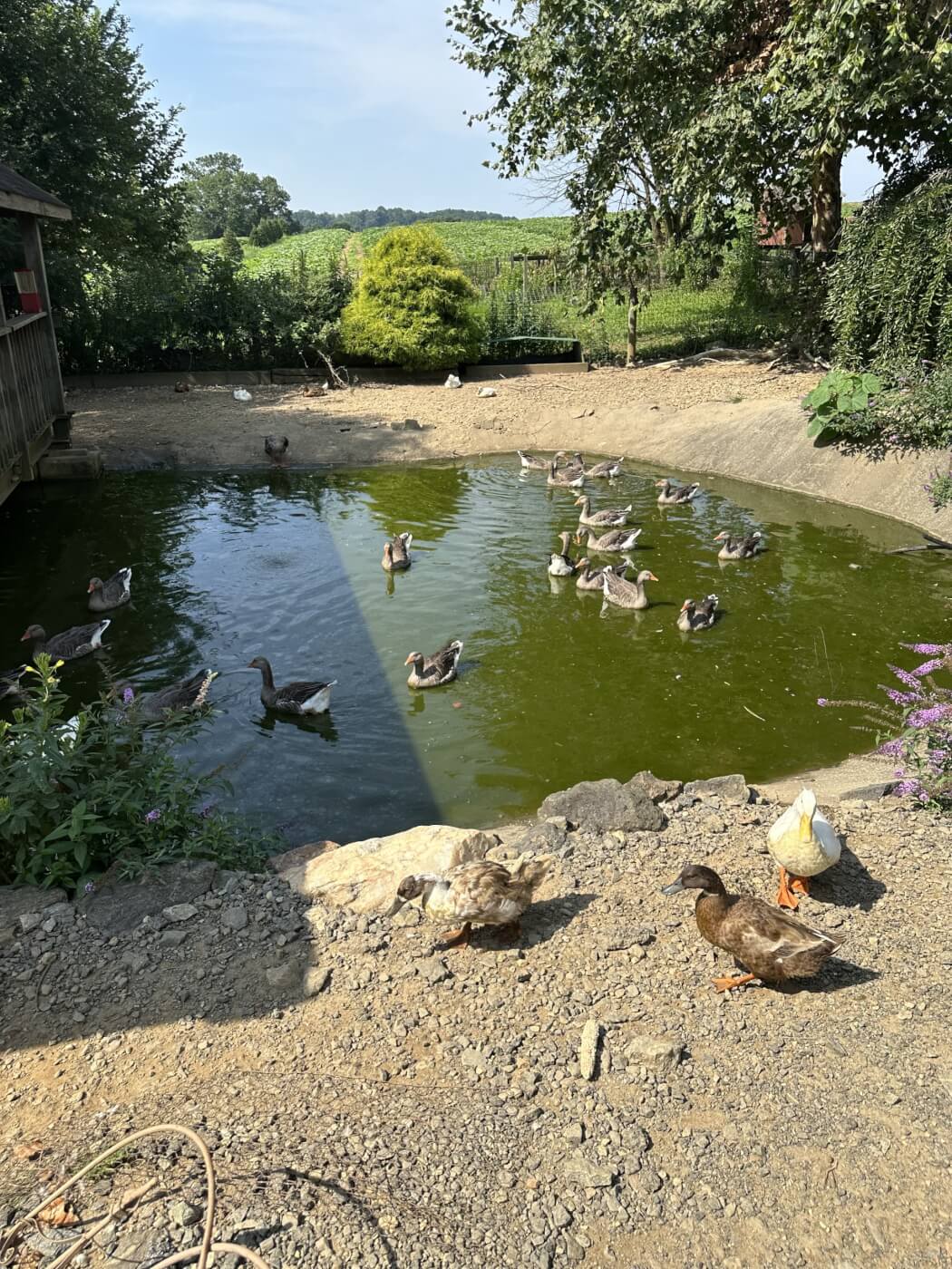 ducks and geese in dirty looking pond water
