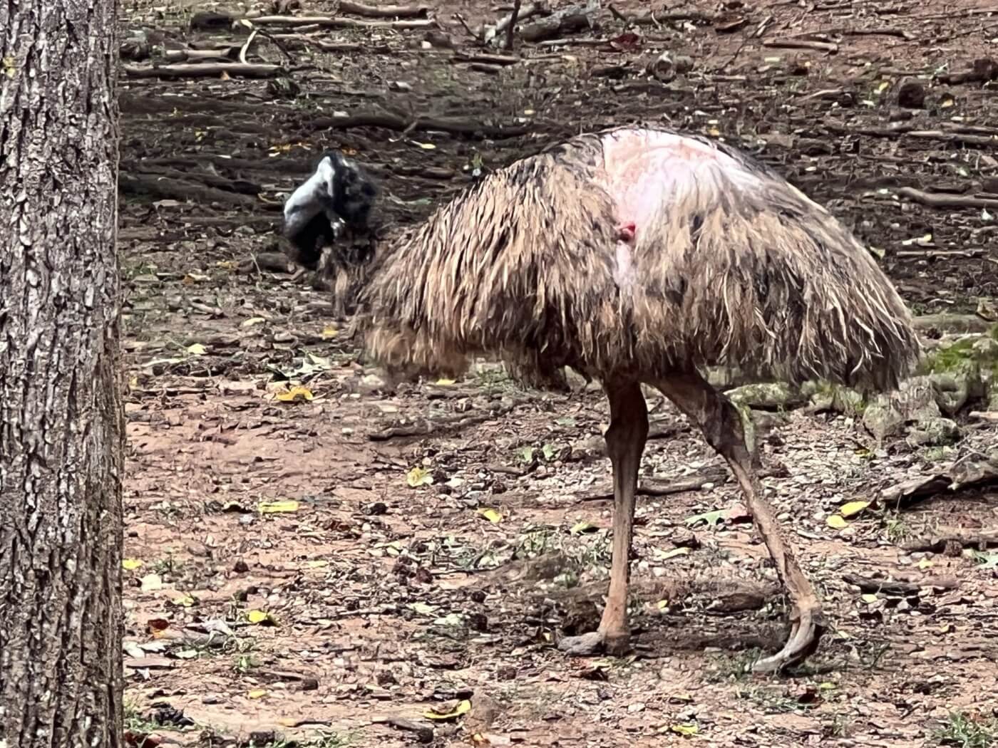 emu with feather loss and an open wound as seen at linvilla orchards