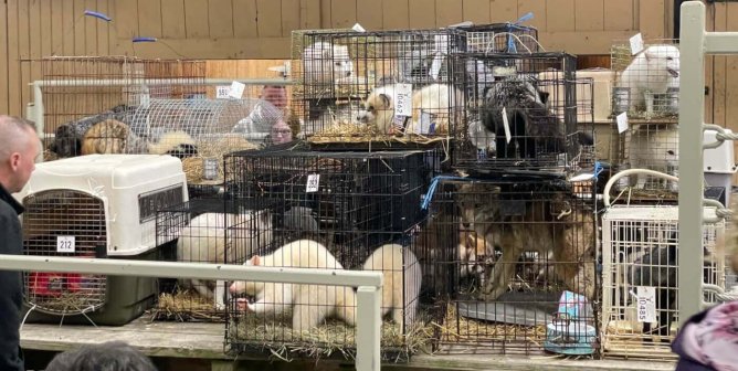 Dead, Injured, or Skeletal: Mt. Hope Auction Is ‘Mt. Horror’ for Wild Animals—Act Now!