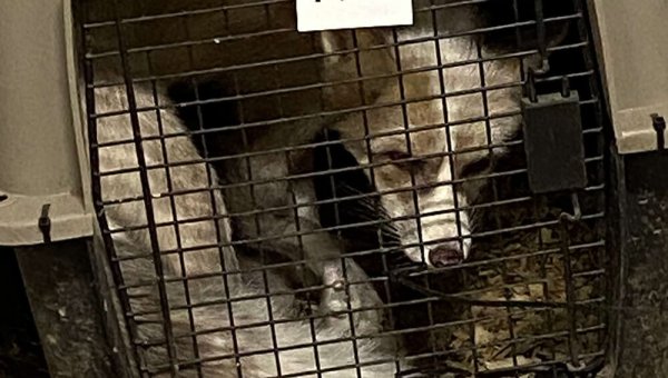 Urge Greedy Dealers and Roadside Zoos to Dump Horrific Mt. Hope Auction