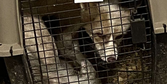 Urge Greedy Dealers and Roadside Zoos to Dump Horrific Mt. Hope Auction