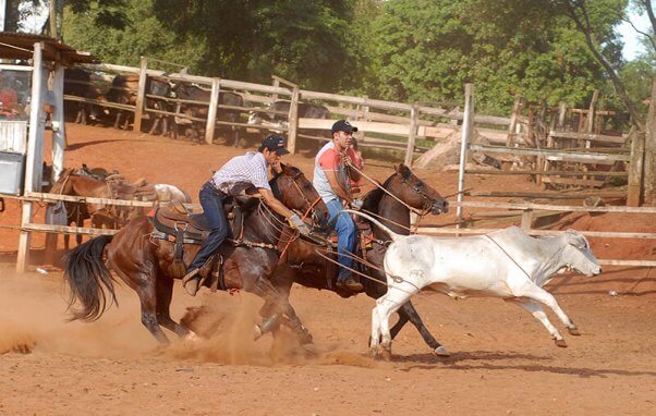 Hang Up Your Cowboy Hats, Beutler and Son Rodeo Company! | PETA